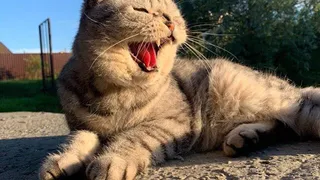 Горячие пушистики лета: Ассоль, Кокос, Лис и другие участники конкурса Pro Города