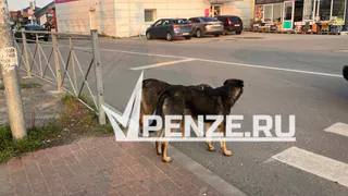 По факту нападения собаки на пожилую женщину в микрорайоне Арбеково будет возбуждено уголовное дело