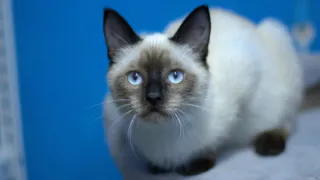 Приют для животных "Кошки за окошком" в Коми собрал 700 тысяч рублей на новое помещение