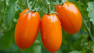Будет не грядка, а стена из помидоров: низкорослый томат ломится от мясистых плодов — урожай собирают сразу тачками