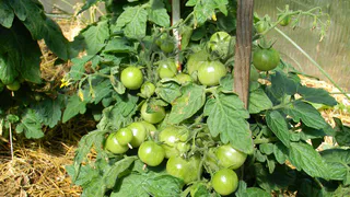 Не боится фитофторы и не требует пасынкования: этот сорт помидор дачники скупают первым 