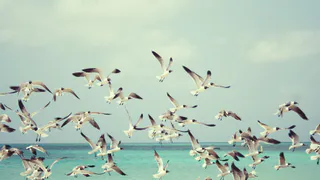 Специалисты рассказали, какая птица кочует между Коми и Африкой