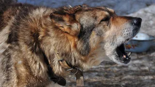 В Шиловском районе из-за бешенства объявили карантин