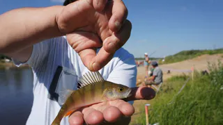 Названа самая полезная для человека рыба - ешьте 2 раза в неделю, богата фосфором и железом