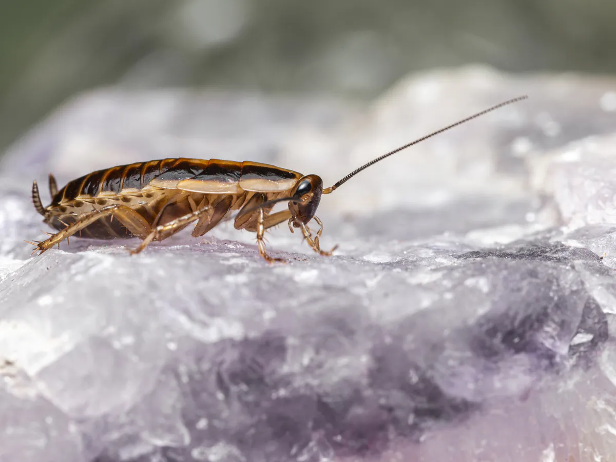 Разбрасываю по углам – тараканы выскакивают из дома стаями: при этом безопасно для детей и животных
