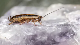 Разбрасываю по углам – тараканы выскакивают из дома стаями: при этом безопасно для детей и животных