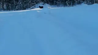 Во Владимирской области специалистам удалось увести лосей, прорвавших ограждение платной трассы