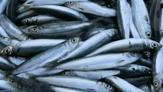 Людям рассказали о самой полезной рыбе - ешьте 3 раза в неделю: она богата селеном, фосфором и нежна на вкус