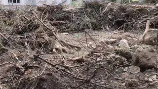 Кому нужны деревья? На Интернациональной снова началась вырубка