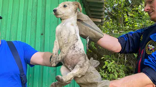 В Пензе спасли щенка, оказавшегося в выгребной яме