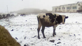 "Планомерное жестокое убийство". Как в бывшем совхозе "Заря" издеваются над животными