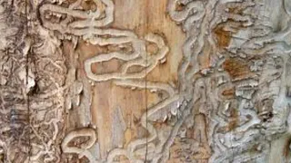 Карантинный режим из-за ясеневой златки охватил ещё ряд районов области