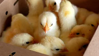 В Почепском районе задержаны подозреваемые в краже цыплят