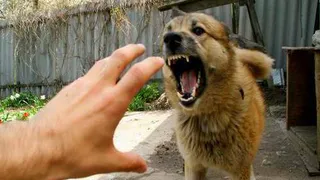 Страшно: собаки покусали двух жительниц Нижнекамска