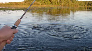 В Рязанской области с 1 апреля по 10 июня ограничат рыбалку 