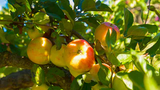 Фруктовое дерево, которое станет причиной гибели всего сада: не растение, а «черная смерть» для яблонь и персиков