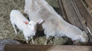 Владимирцам выплатят до 7 миллионов рублей на развитие бизнеса в сельском хозяйстве