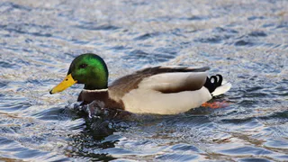 В Рязанской области сезон охоты начнётся 1 апреля 2022 года