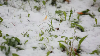 О погоде на неделю - рязанцев ждёт резкая смена погоды и ледяной дождь