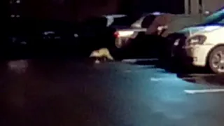 В Дядьково рязанец заметил лису на парковке