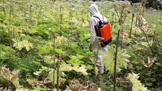 На улице Урицкого во Владимире начали борьбу с борщевиком