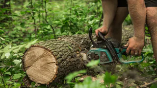В Судогодском районе пройдет межрегиональный чемпионат вальщиков леса