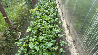 Свекле нужна зола: чем подкормить в июле и августе, чтобы она была размером с арбуз