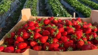 В Коми клубника победила борщевик на первой специализированной ферме