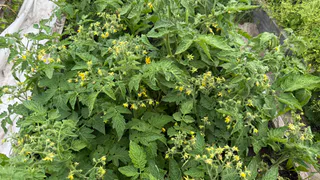 Пара ложек на 10 литров воды для томатов в июле: забудете о фитофторе, проверенный рецепт от опытного агронома