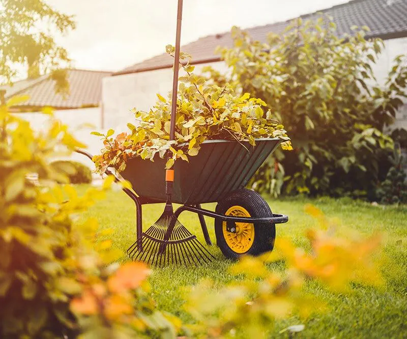 Агроном ответил на актуальные для осени вопросы садоводов