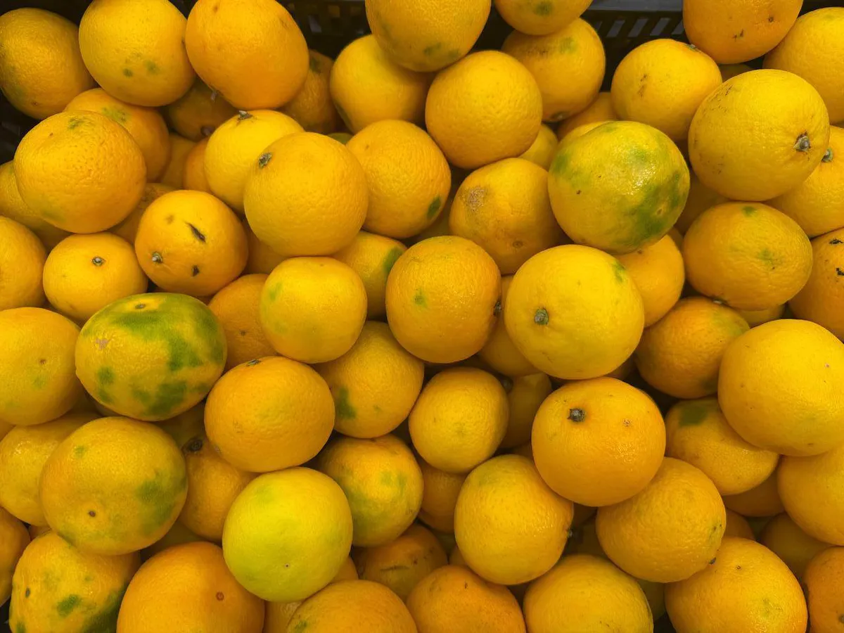 Не дайте себя обмануть: как с легкостью отличить настоящие абхазские мандарины от турецких - берите на заметку
