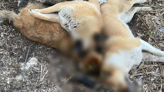 В Рязани обнаружили мертвых собак на улице Пугачева