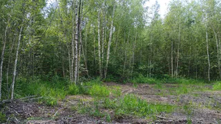 Под Суздалем неизвестные незаконно вырубили деревья на сумму более 130 тысяч рублей