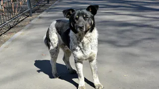 В Рязанской области отлавливают безнадзорных собак