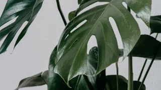 Спатифиллум расцветет как никогда: два цитруса для здоровья вашего растения – сплошная польза