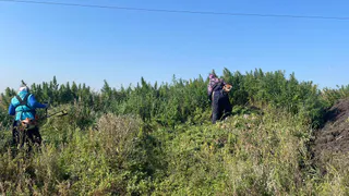 Заросли конопли уничтожены в Магнитогорске: масштабная операция и тревожные тенденции