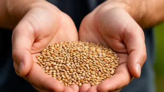 Аграрии Челябинской области собрали рекордный урожай зерна за последние 30 лет