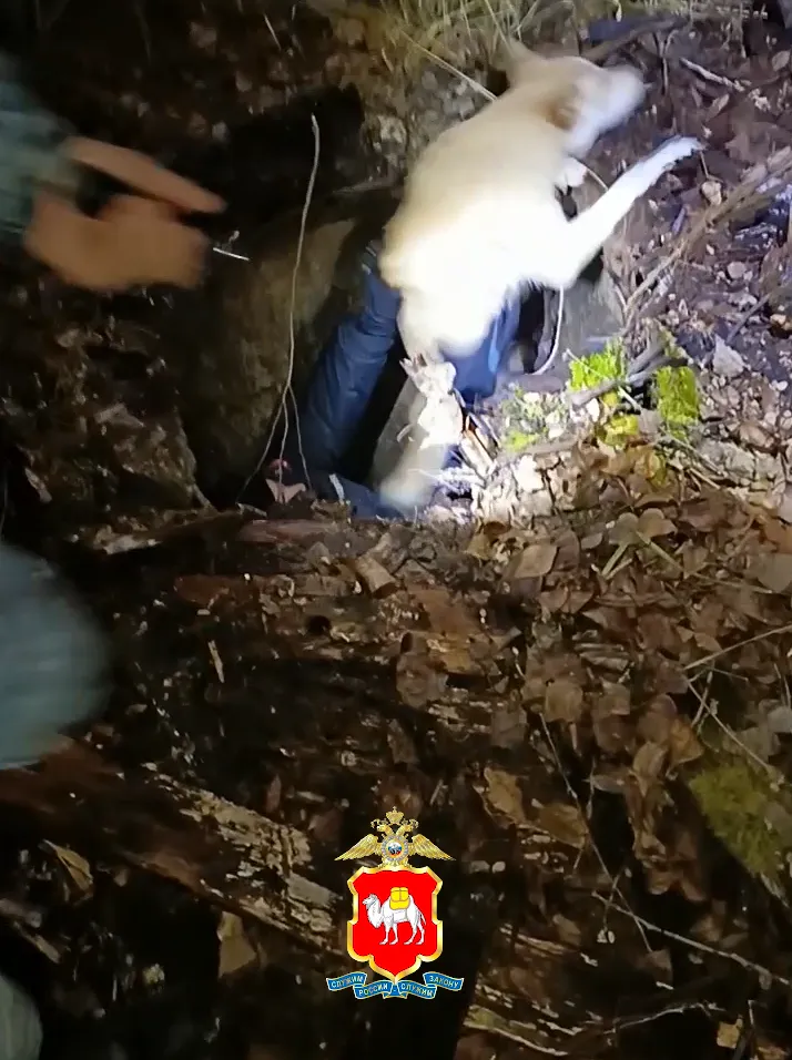 В Челябинской области полицейские спасли провалившуюся в колодец бедную собаку