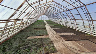 Озеленение: к лету в Рязани высадят 400 тысяч цветов