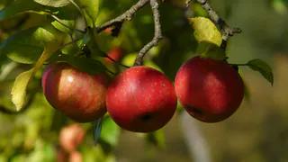 Капля на ствол яблони – и вся тля осыплется дождем: ушлые дачники обходятся без химии – и экономят средства