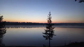 В Усинском районе мужчина погиб после падения дерева в лесу