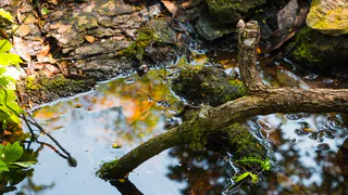 В борьбе со слизнями помогут этих 2 эффективных метода: химикаты не нужны