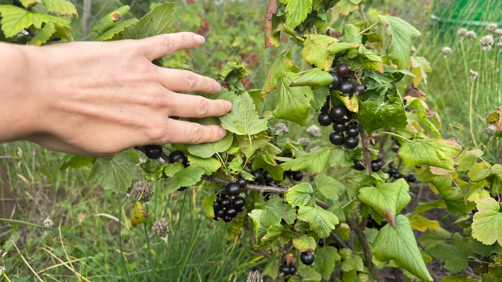 Посыпаю смородину секретной смесью до наступления осени: понадобится 5 простых компонентов — летом 2026 ягоды будете собирать вёдрами