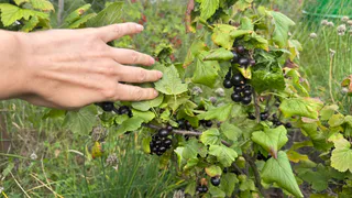 Посыпаю смородину секретной смесью до наступления осени: понадобится 5 простых компонентов — летом 2026 ягоды будете собирать вёдрами