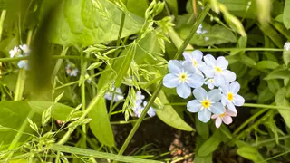 Многие дачники даже не знают об этом: какие цветы лучше посадить в июле