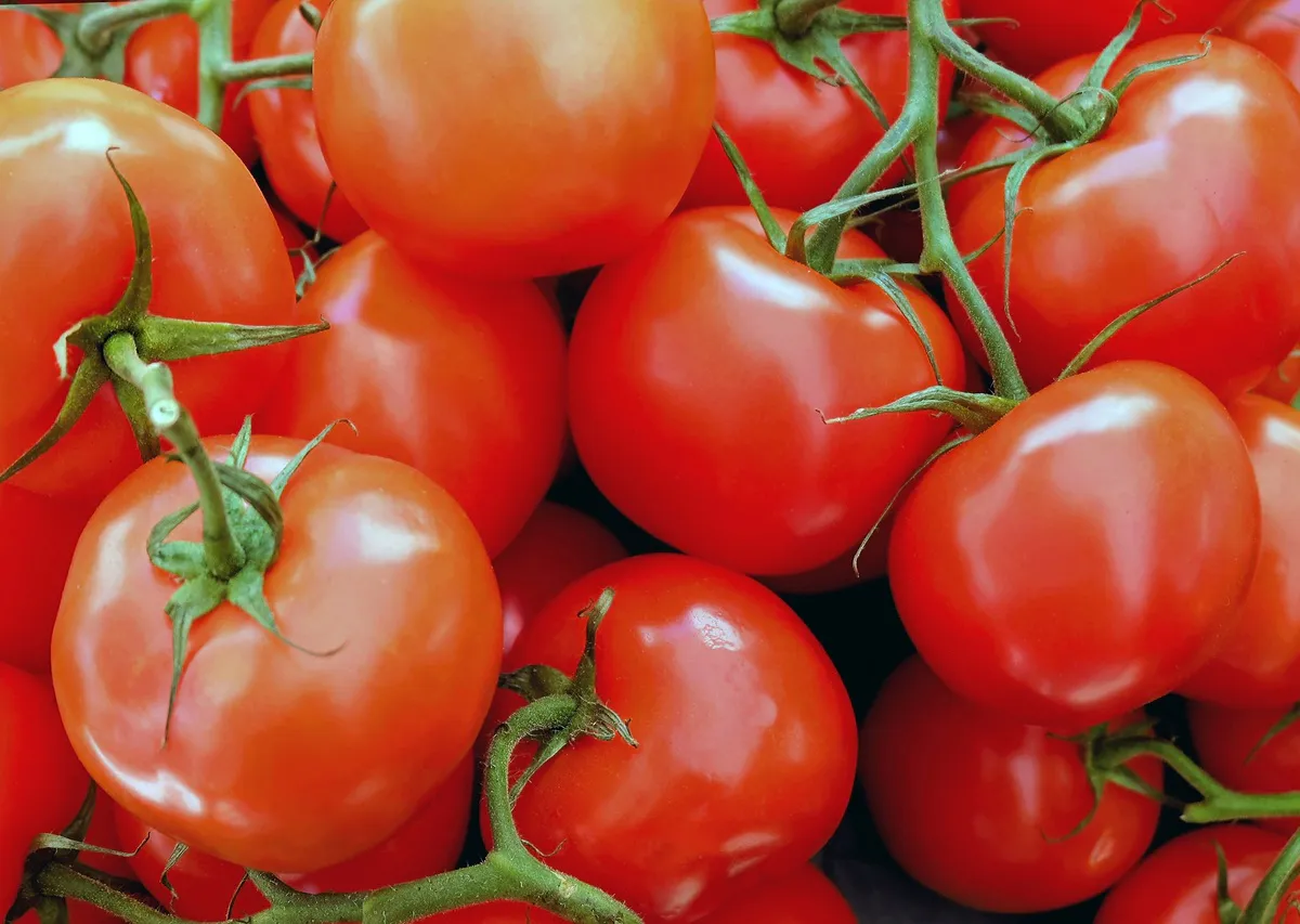 Не сорт, а «сектор приз»: этот низкий томат вяжет плоды без остановки — урожай с 3 кустов будет прямо как с плантации