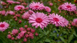 Самый-самый из всех многолетников: цветет целое лето без остановки, каждую веточку украшает цветная пена лепестков