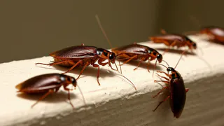 2 капли на плинтус — и тараканы в ярости сбегут из дома: безопасно для человека — не нужно покидать жилище