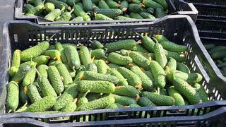 Во Владимирской области грядёт большой урожай огурцов