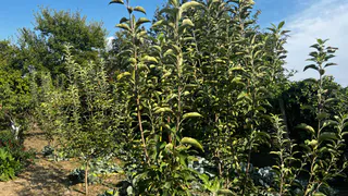 Овощ, который убивает почки: в Европе от него отказались, но в России до сих пор едят